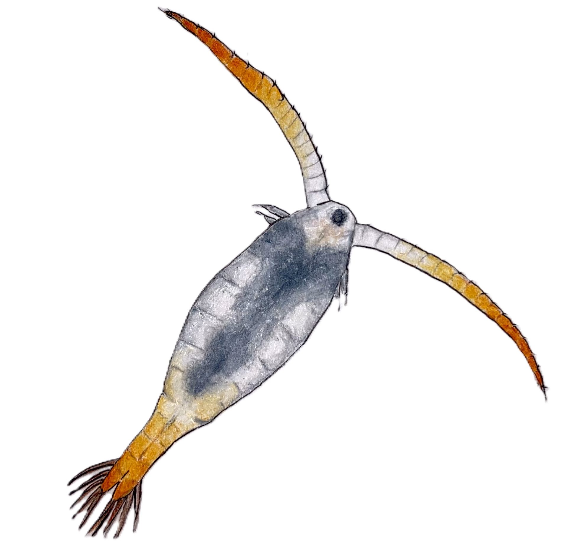 Maine Mountain Ponds